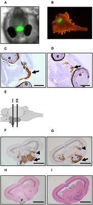 Involvement of Heat Shock Proteins on the Transcriptional Regulation of Corticotropin-Releasing Hormone in Medaka